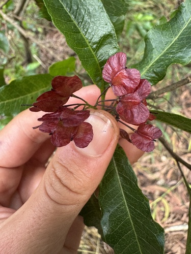 Dodonaea viscosa observed 2026-09-23