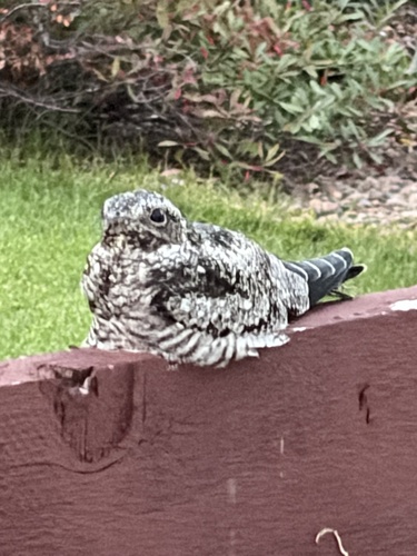 Common Nighthawk