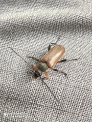 Cortodera femorata