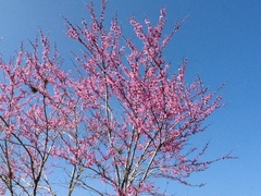 Cercis canadensis texensis