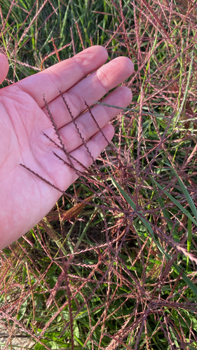 tumble windmillgrass