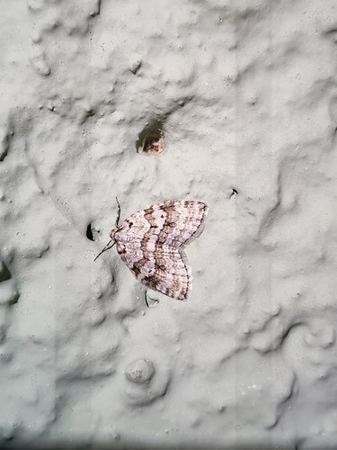 Autumnal Moth