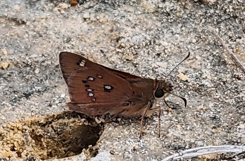Golden-haired Sedge-skipper