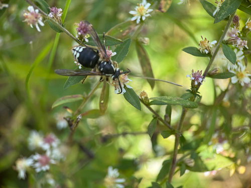 Bald-faced Hornet