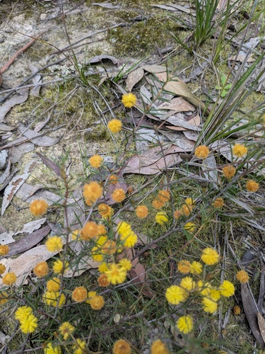 Acacia brownii observed 2026-09-24