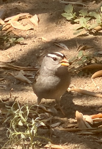 White-crowned Sparrow