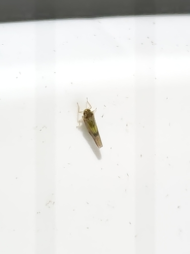Vilbasteana oculata