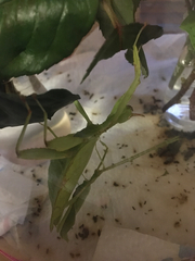 Phyllium philippinicum