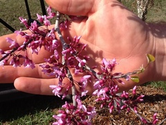 Cercis canadensis texensis