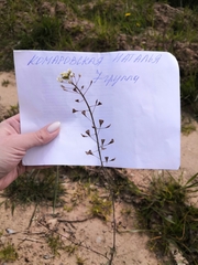 Capsella bursa-pastoris