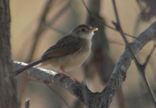 Rattling Cisticola