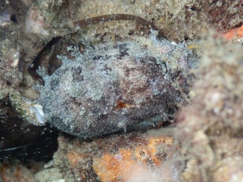 Cypraea caurica observed 2026-09-24