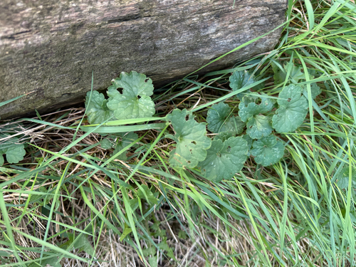 ground-ivy