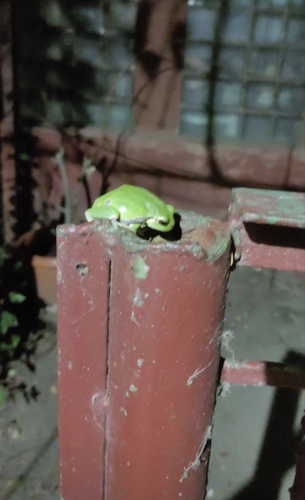 European Tree Frog