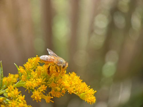 Western Honey Bee
