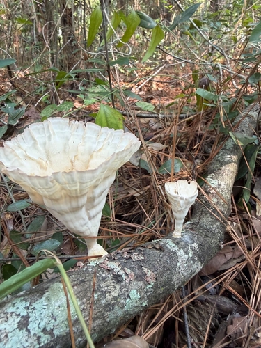 Cymatoderma caperatum