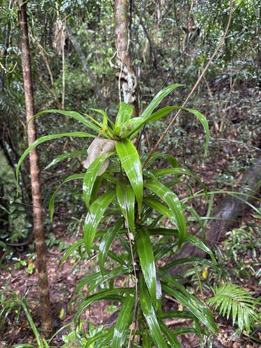 Dracaena angustifolia observed 2026-09-24