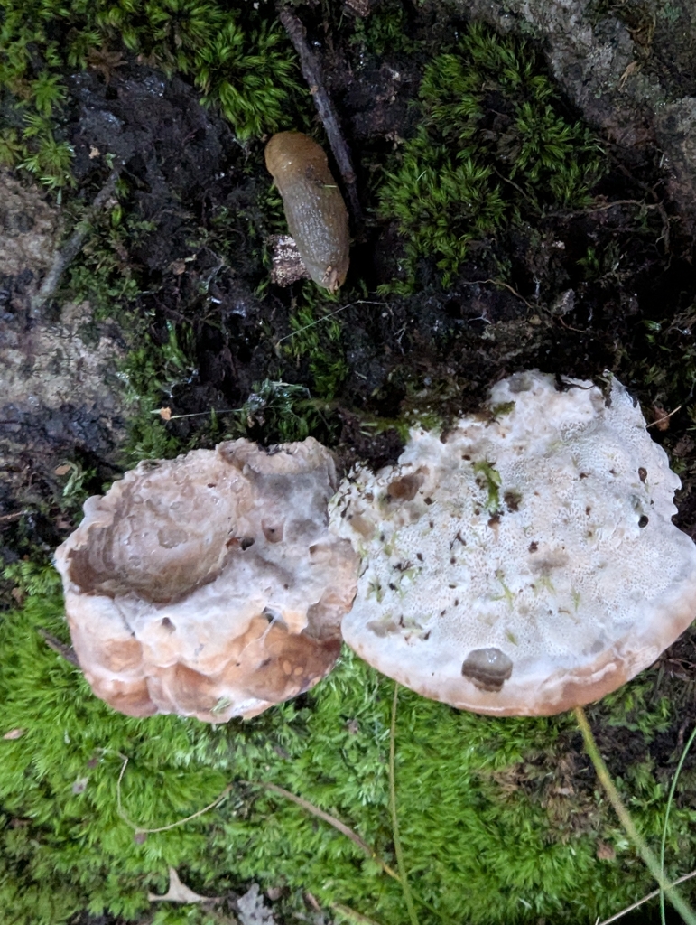 green cheese polypore · September 2026 · photo: Photo: (c) Robert M Hallock, some rights reserved (CC BY) · iNaturalist