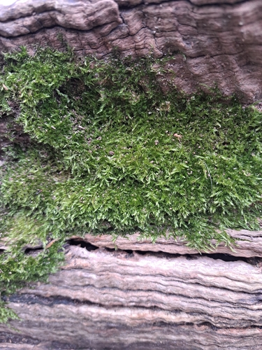 Rhaphidostegium, 2026-09-24