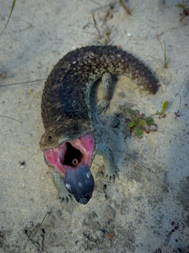 Southwestern Shingleback