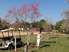 Cercis canadensis texensis