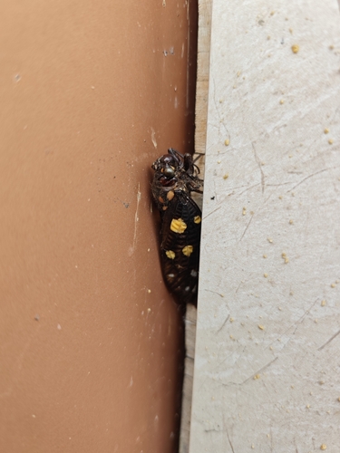 Speckled Black Cicada