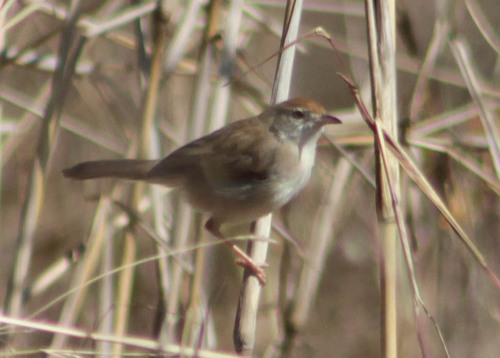 Siffling Cisticola
