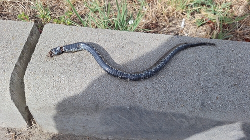 grass snake
