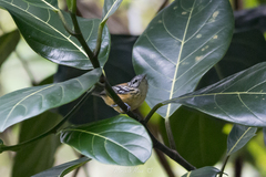 Orange-Bellied Antwren photo 1