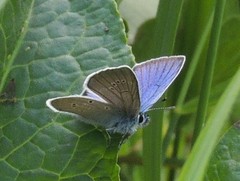 Cyaniris semiargus