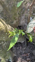 Castanopsis carlesii