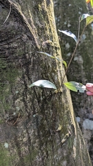 Castanopsis carlesii, photograph (c) 許文俊, some rights reserved (CC BY-SA)