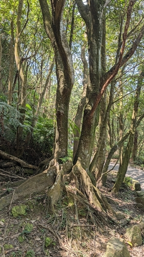 Castanopsis carlesii, photograph 3