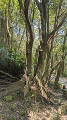 Castanopsis carlesii, photograph (c) 許文俊, some rights reserved (CC BY-SA)