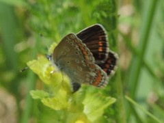 Polyommatus icarus