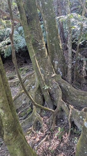 Castanopsis carlesii, photograph 4