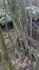Castanopsis carlesii, photograph (c) 許文俊, some rights reserved (CC BY-SA)
