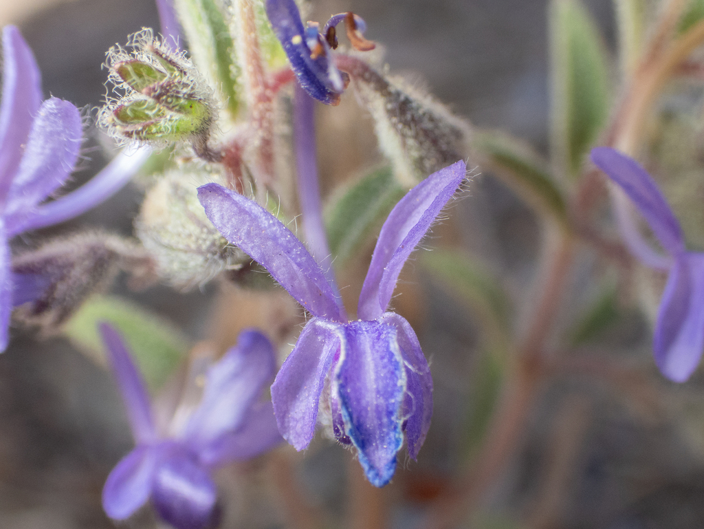 Trichostema lanceolatum; photograph (c) Gavin Skeen, some rights reserved (CC BY)