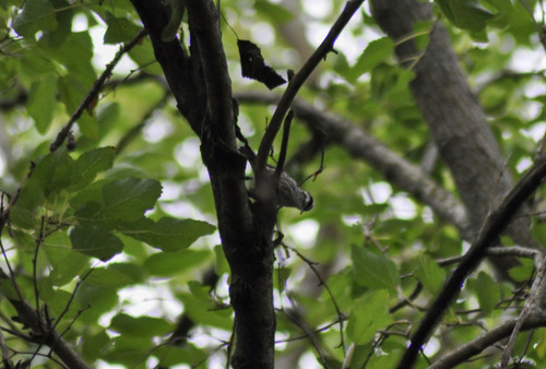 Black-and-white Warbler