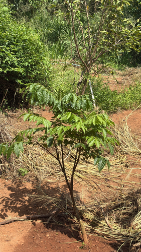 Zanthoxylum rhetsa observed 2026-09-16