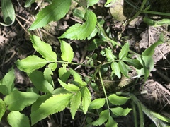 Sambucus canadensis