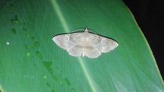 Azeta