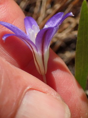 Brodiaea terrestris