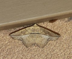 Polyacme subpulchra