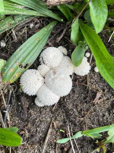 Curtis's Puffball