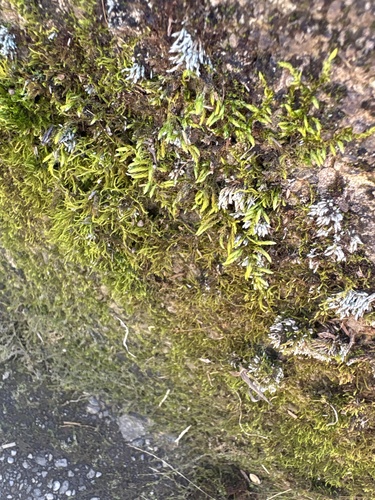 Leskea polycarpa observed 2026-09-24