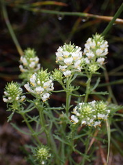 Dischisma ciliatum, photograph (c) Cricket Raspet, some rights reserved (CC BY)