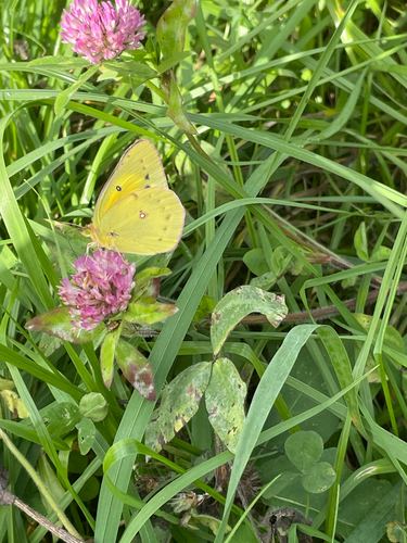 Orange Sulphur
