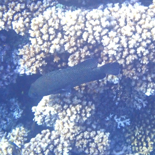 Epinephelus ongus observed 2026-09-21