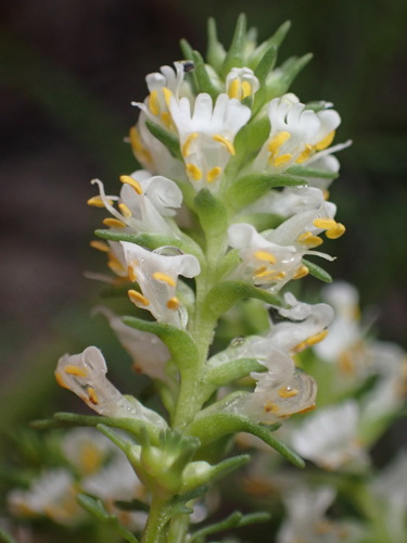 Dischisma ciliatum, photograph 1